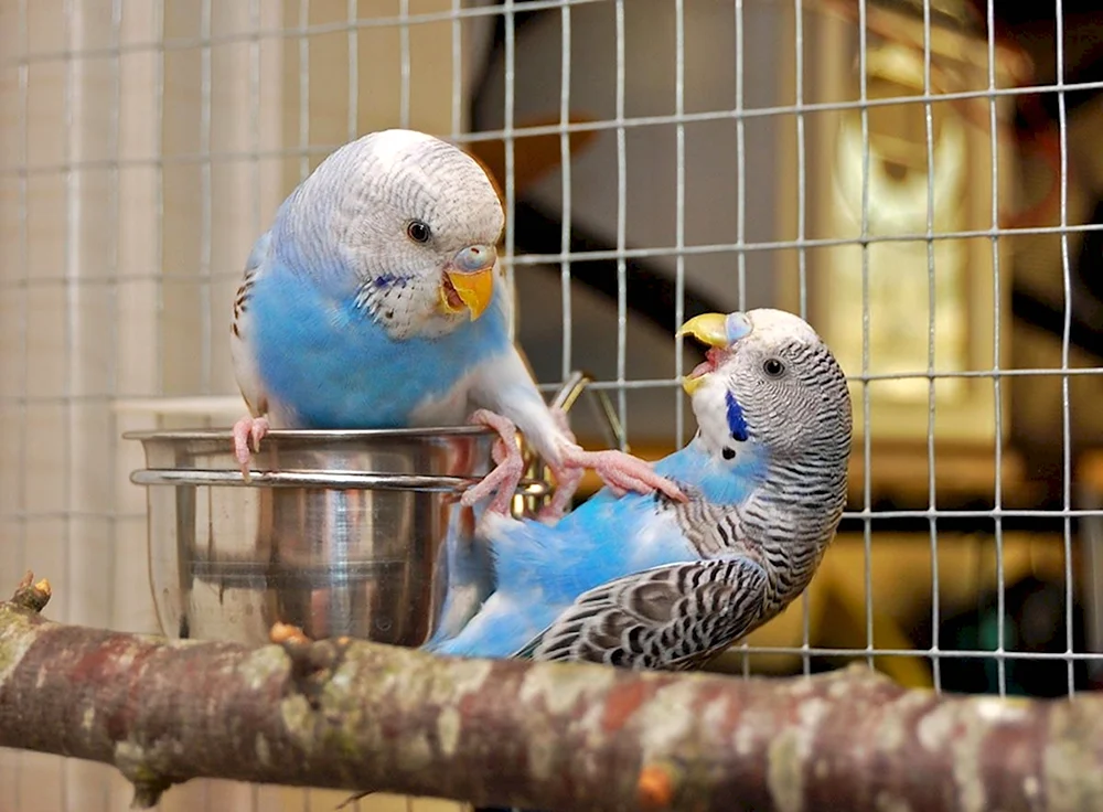 Смешные попугаи