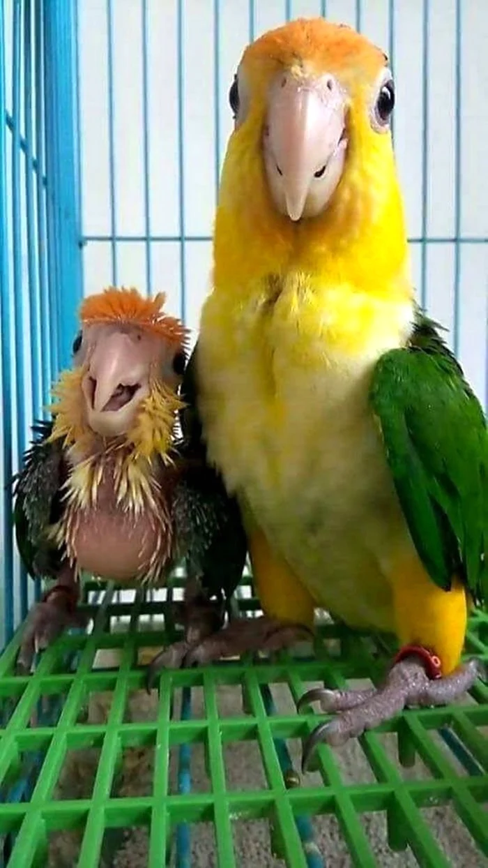 Смешные попугайчики