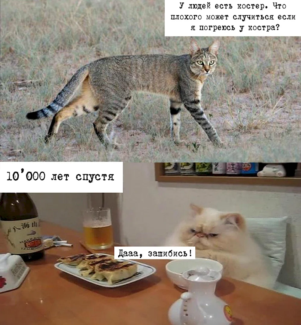 Смешные животные мемы с надписями
