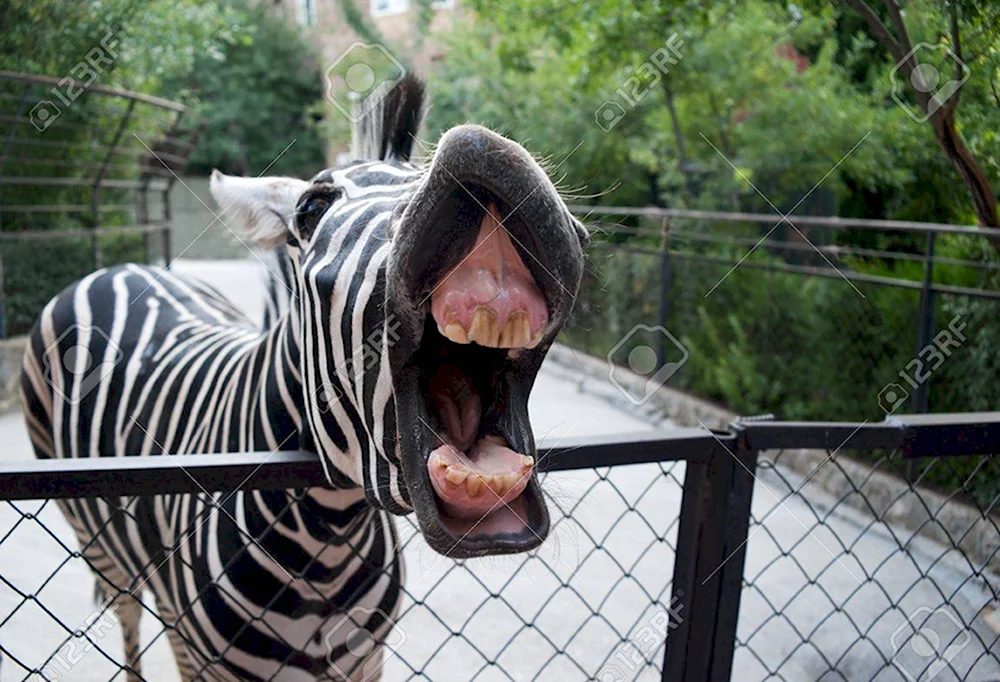 Смешные звери в зоопарке