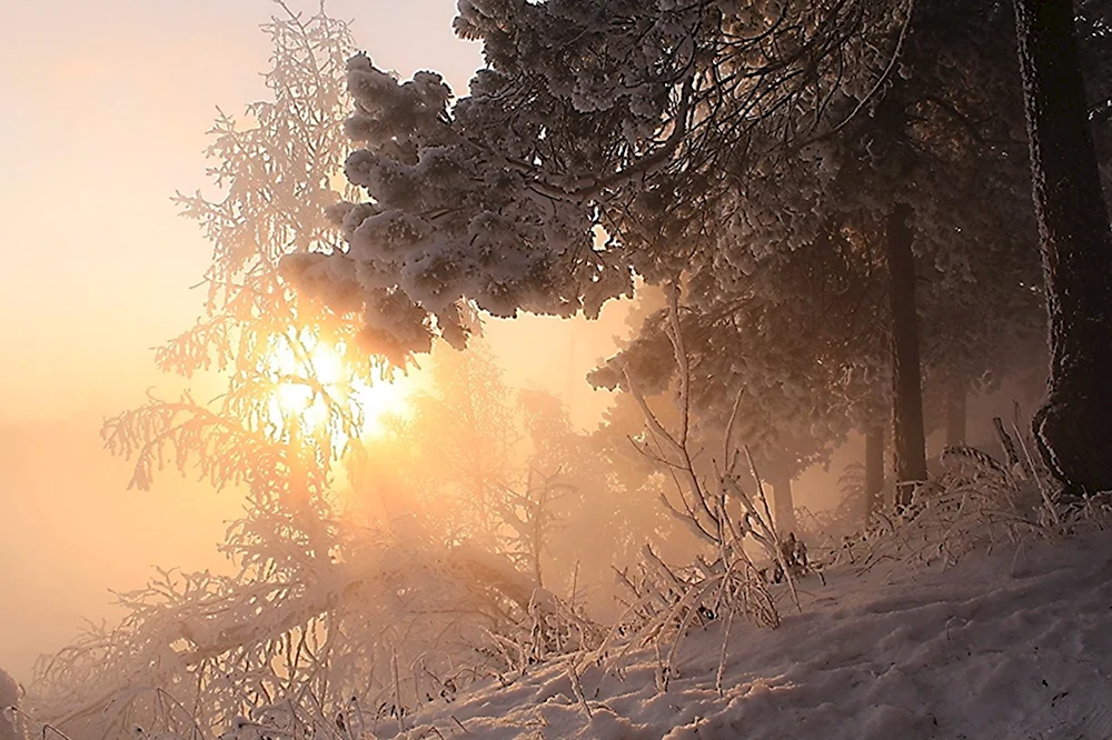 Снежное утро