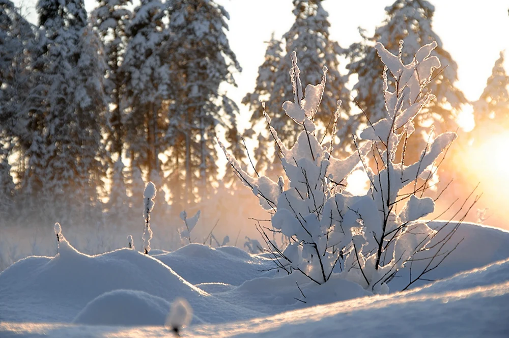 Снежное утро