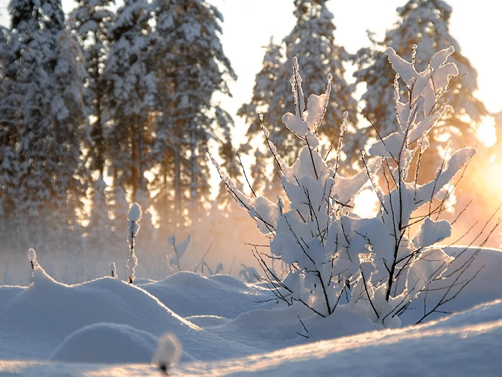 Снежное утро