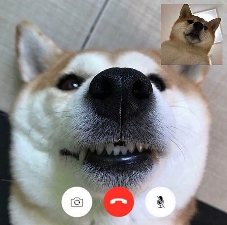 Собака FACETIME