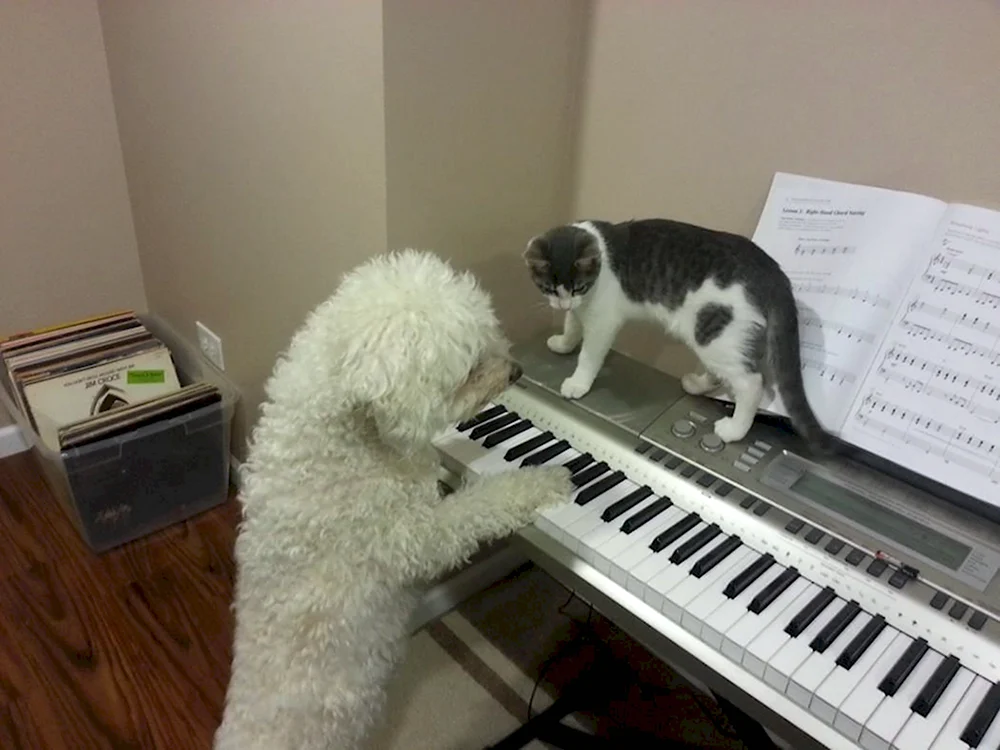 Собака и синтезатор