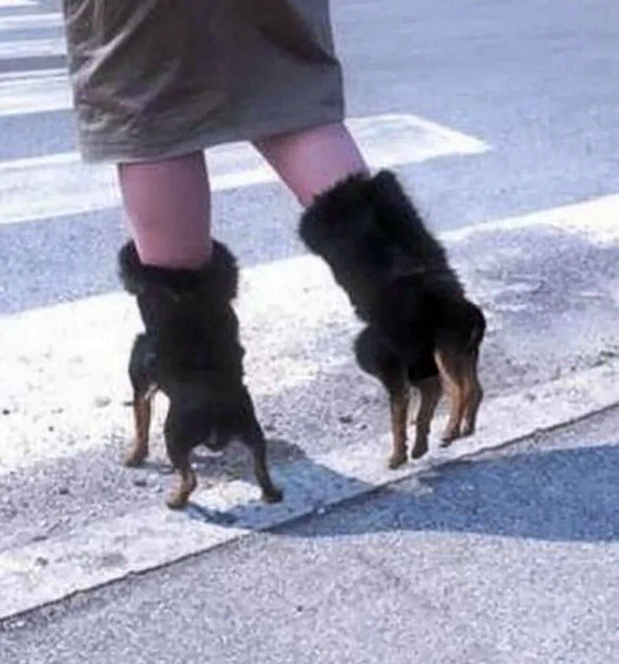 Собака на каблуках