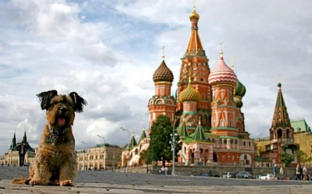 Собака на красной площади
