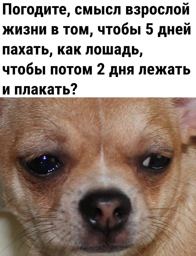 Собака плачет