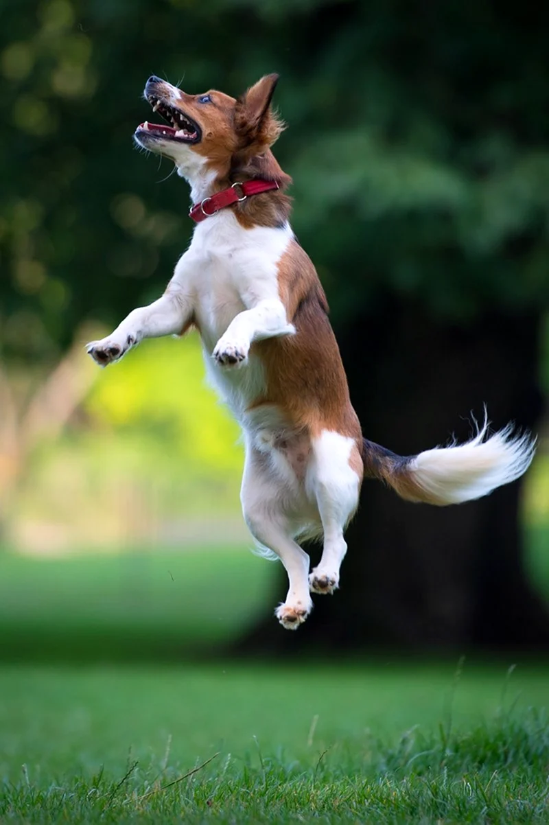 Собака прыгает