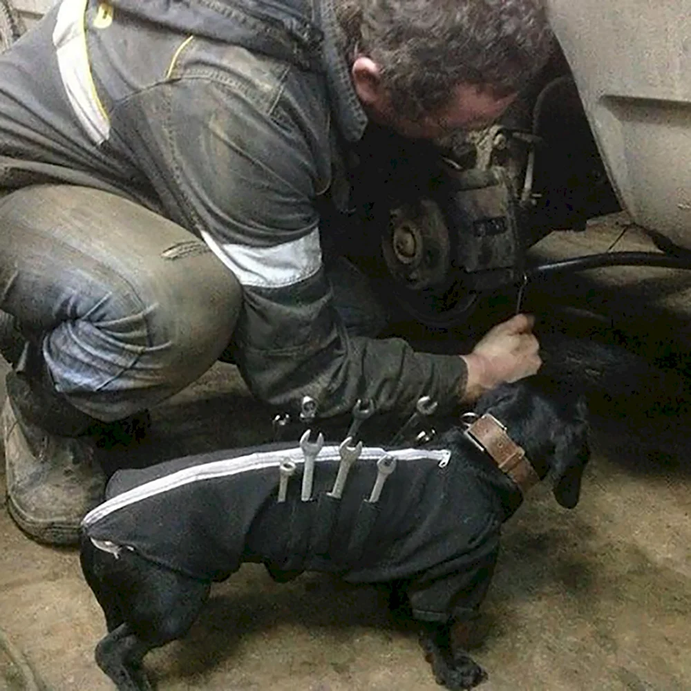 Собака в автосервисе