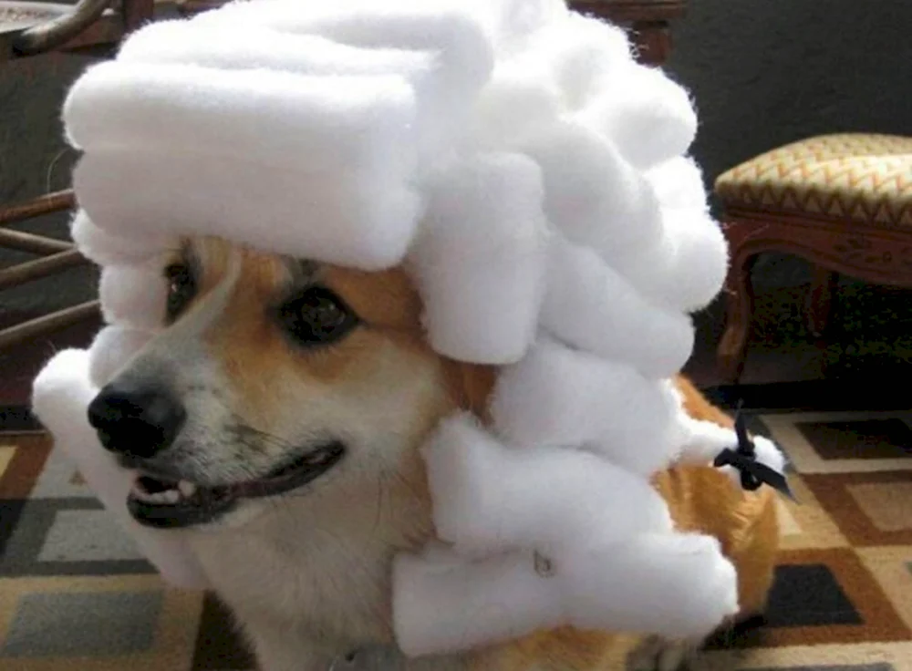 Собака в белом парике