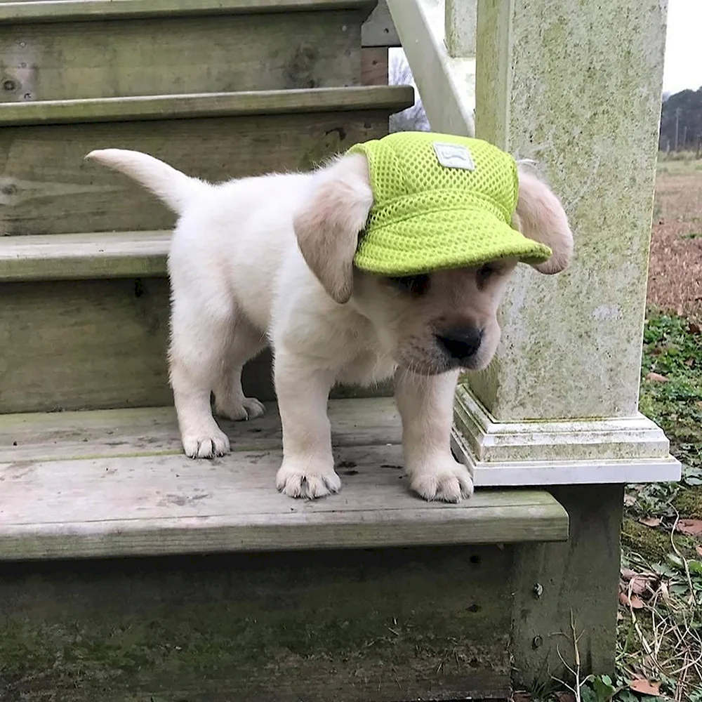 Собака в кепке