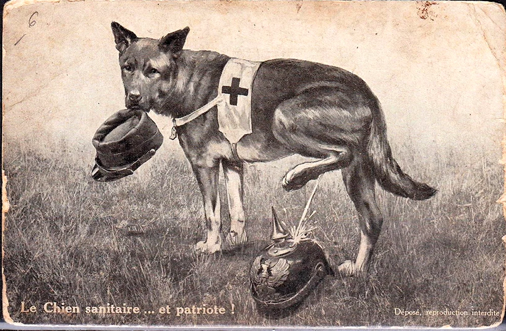 Собаки герои Великой Отечественной войны Мухтар