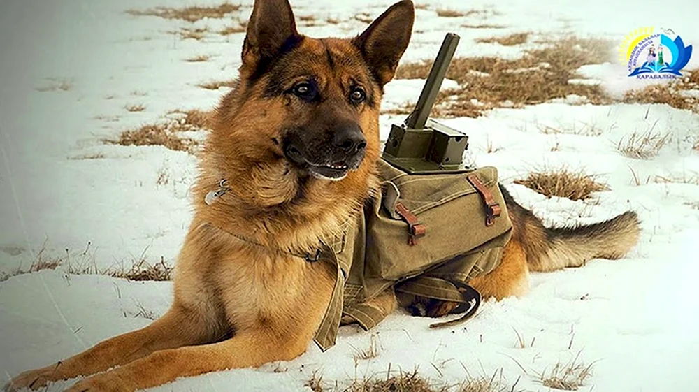 Собаки истребители танков ВОВ