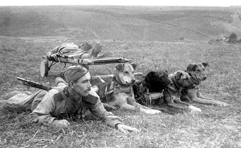 Собаки минеры в годы Великой Отечественной войны