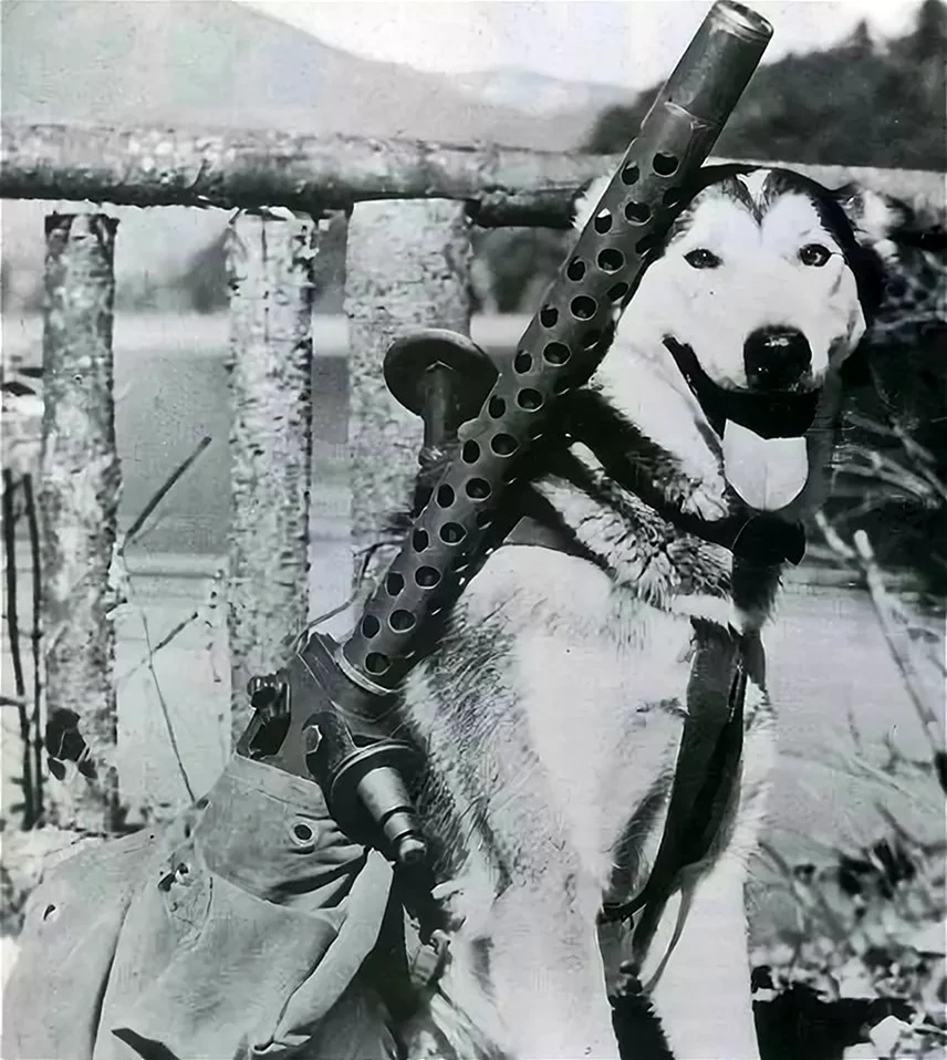 Собаки на войне 1941-1945
