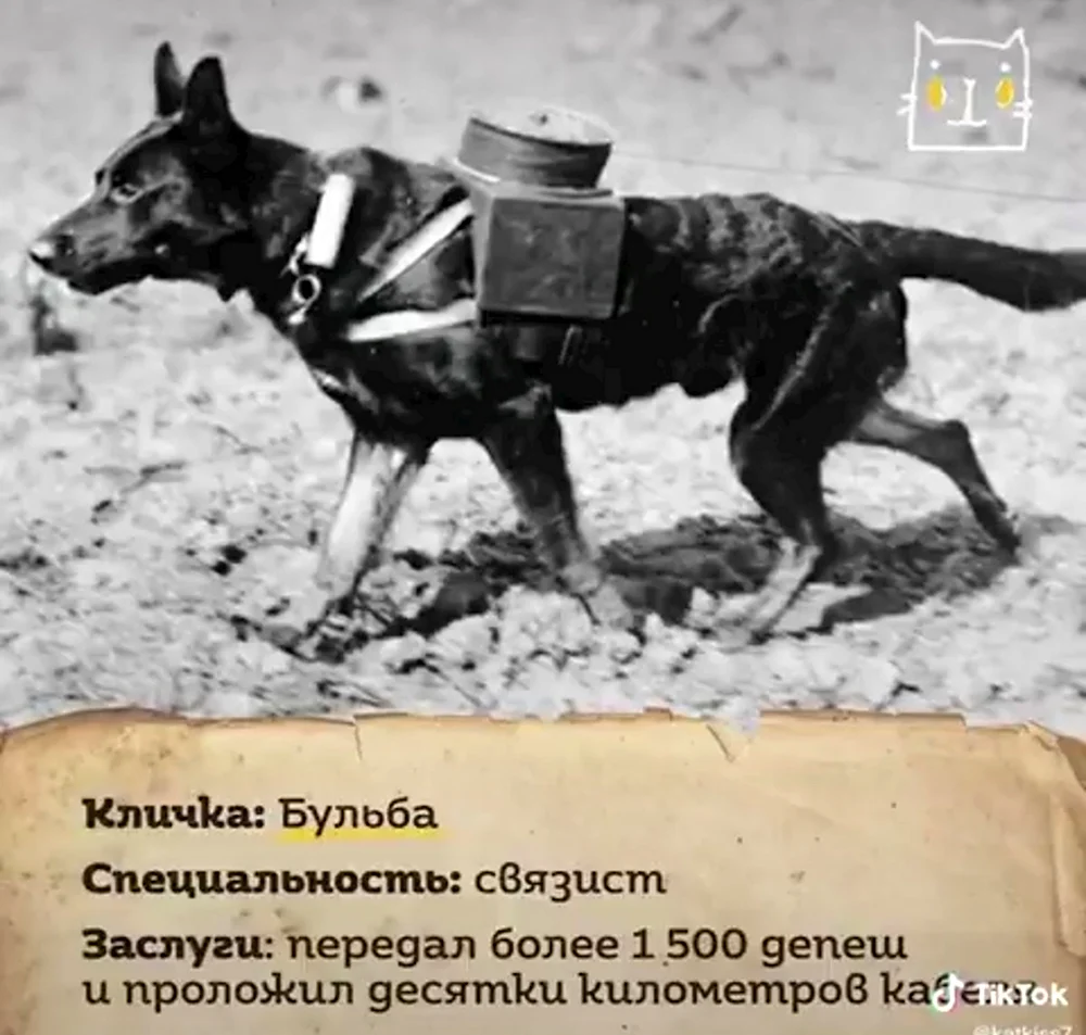 Собаки санитары на войне 1941-1945