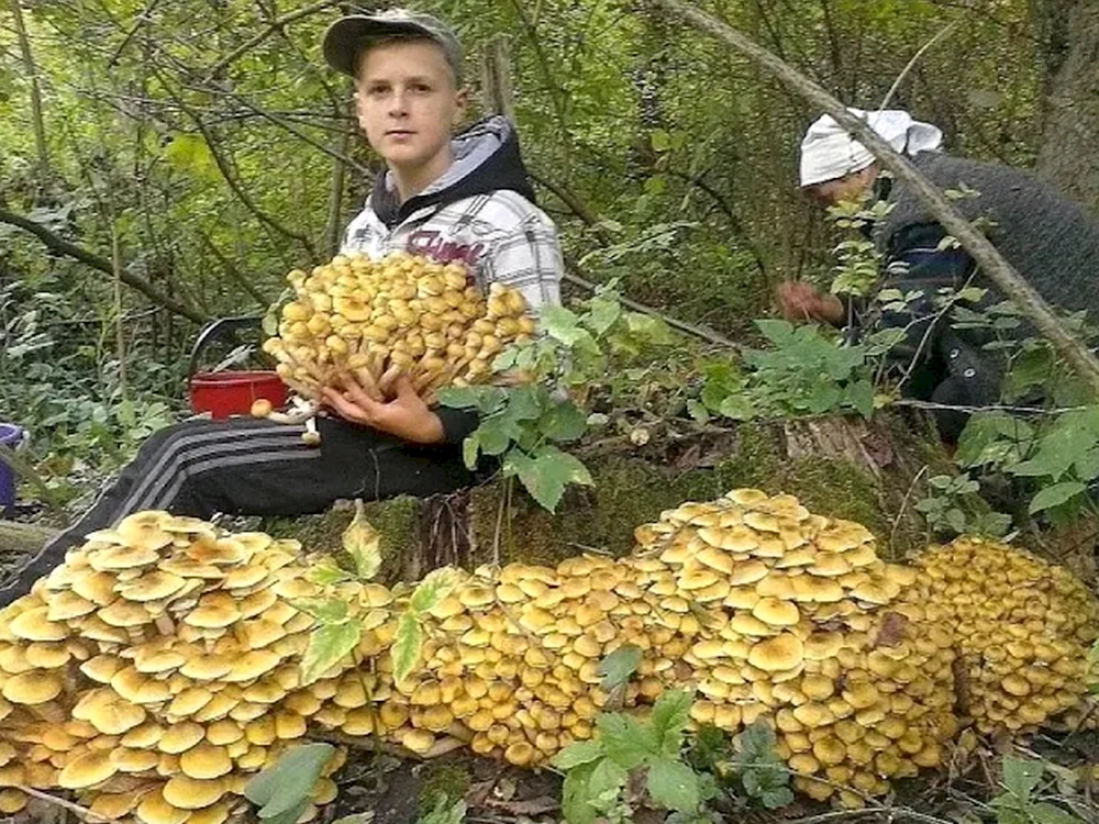 Собирать грибы опята