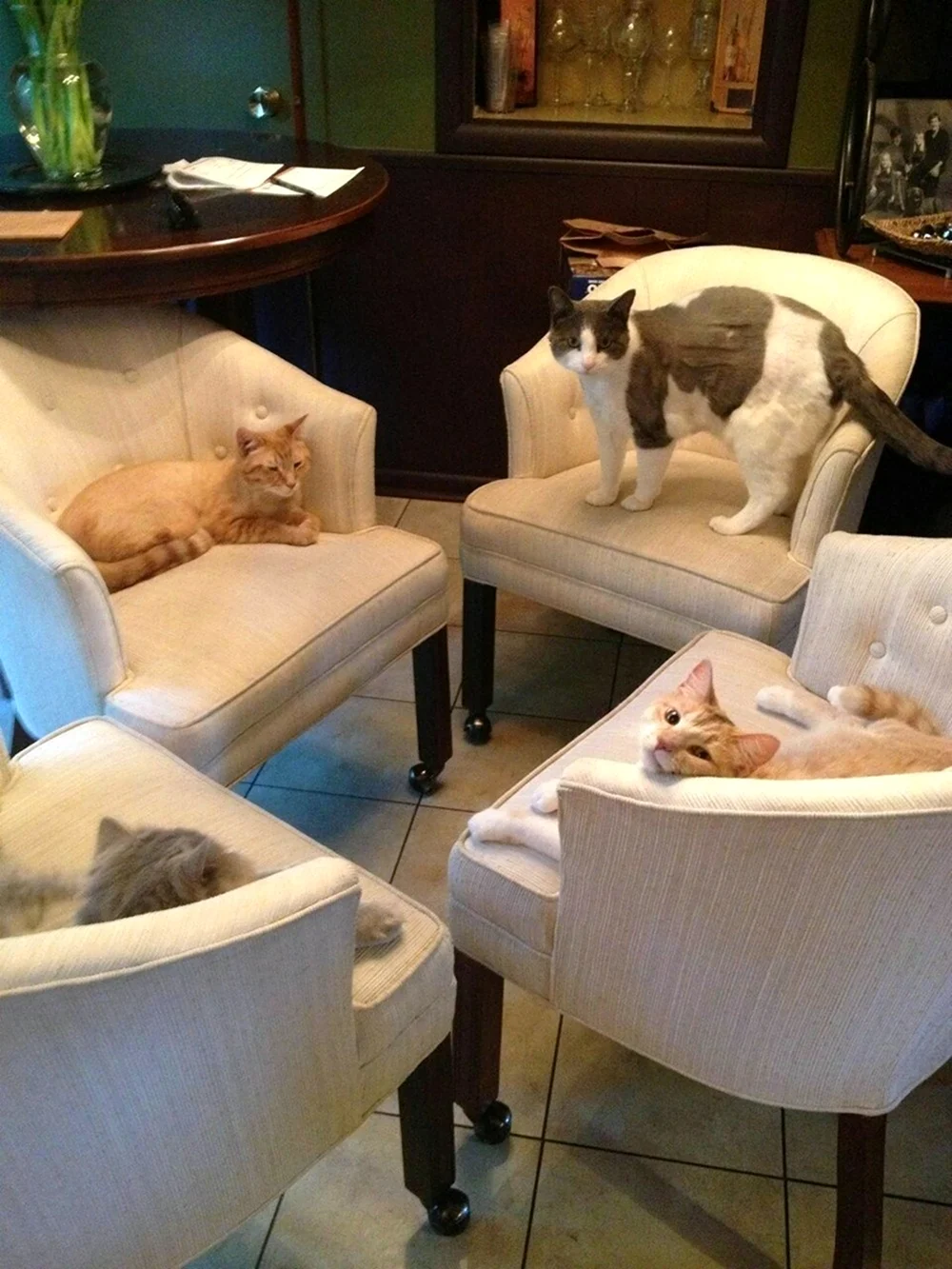 Собрание котов