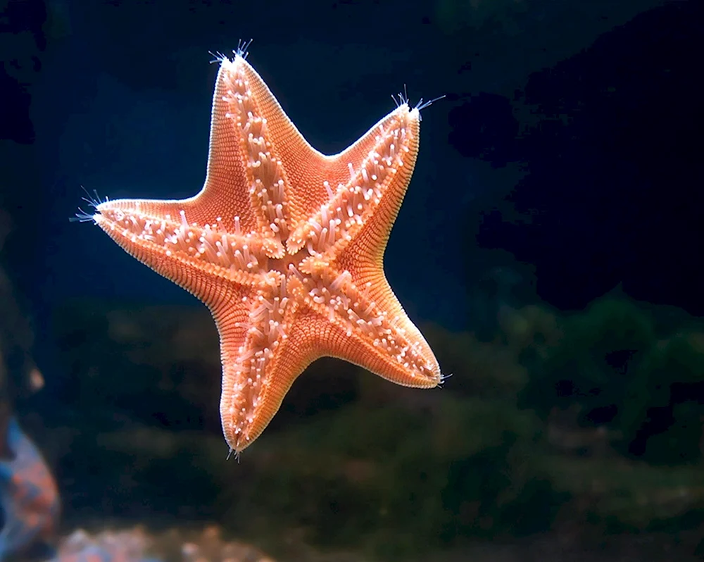 Солястер морская звезда