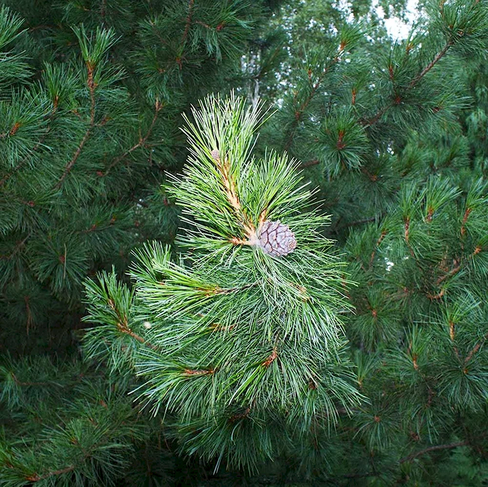 Сосна Кедровая СибирскаяPinus sibirica