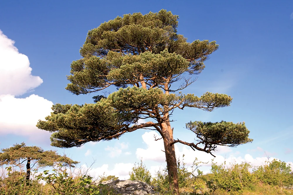 Сосна обыкновенная Pinus Sylvestris