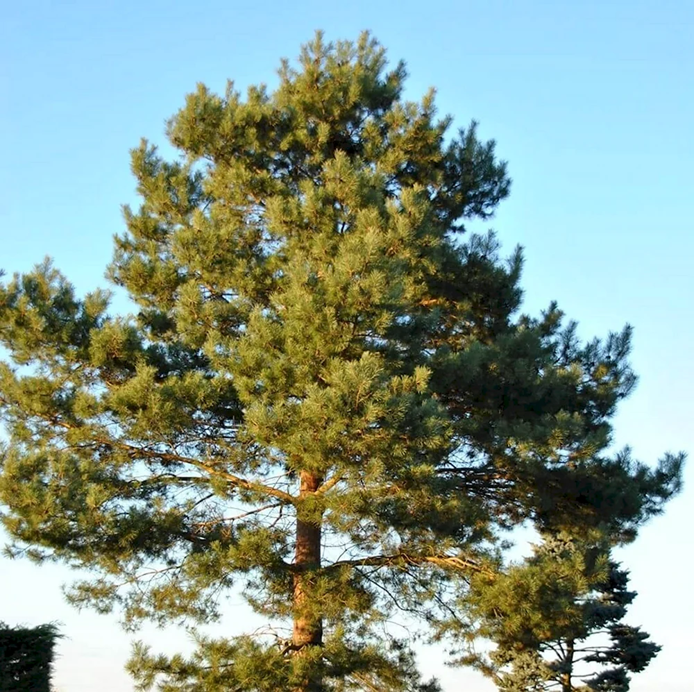 Придорожная сосна. Сосна Pinus Sylvestris. Сосна обыкновенная Пинус. Сосна обыкновенная Pínus Sylvestris. Pinus Sylvestris (сосна обыкновенная) 'Aurea'.