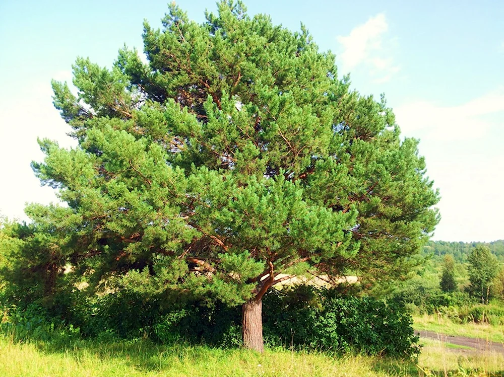 Сосна Кедровая Сибирская Сибирский кедр. Сосна Кедровая Сибирская/Pinus sibirica. Сосна́ Сиби́рская Кедро́вая (Pínus sibírica). Сосна Кедровая Pinus sibirica.