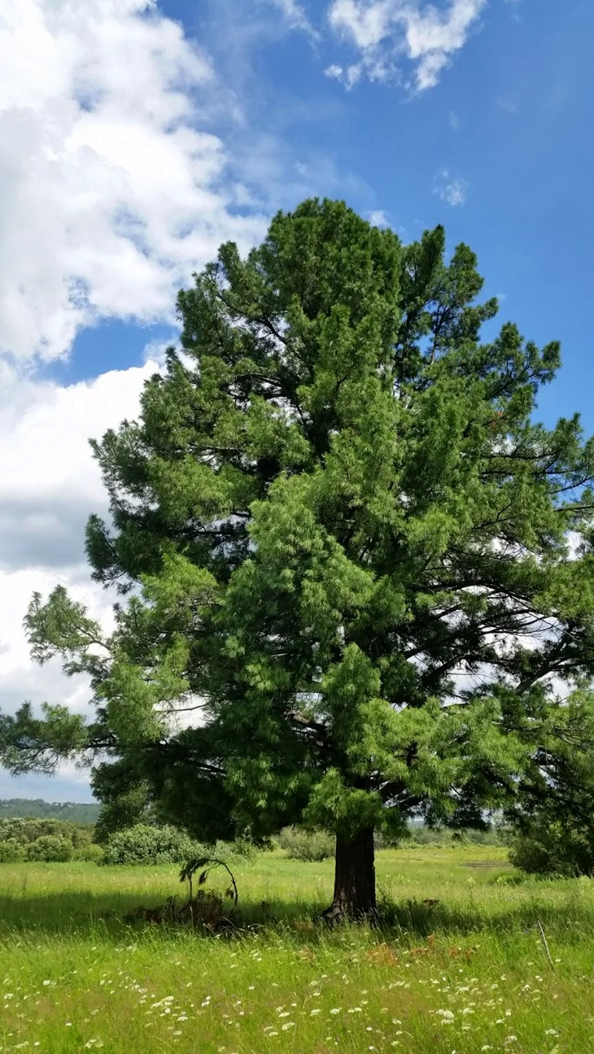 Сосной сибирской Pinus sibirica