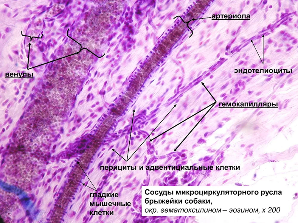 Сосуды микроциркуляторного русла гистология препарат