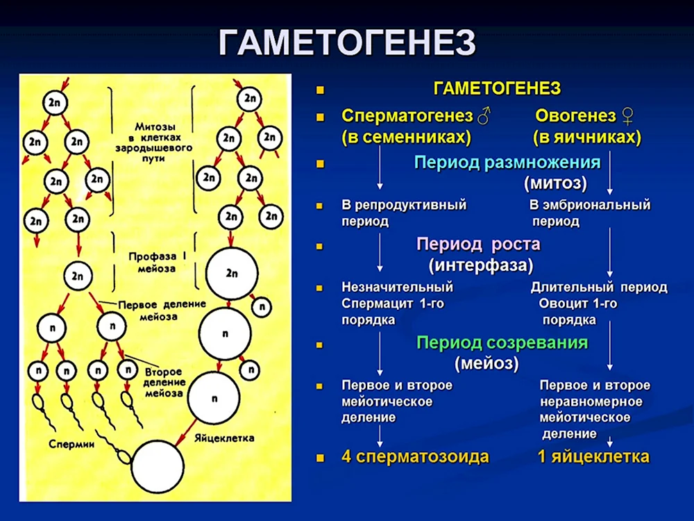 Сперматогенез и овогенез