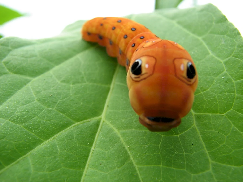 Spicebush Swallowtail гусеница