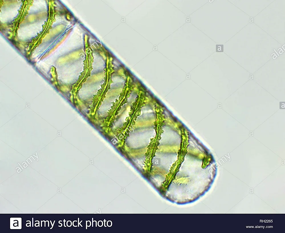 Спирогира - Spirogyra SP.