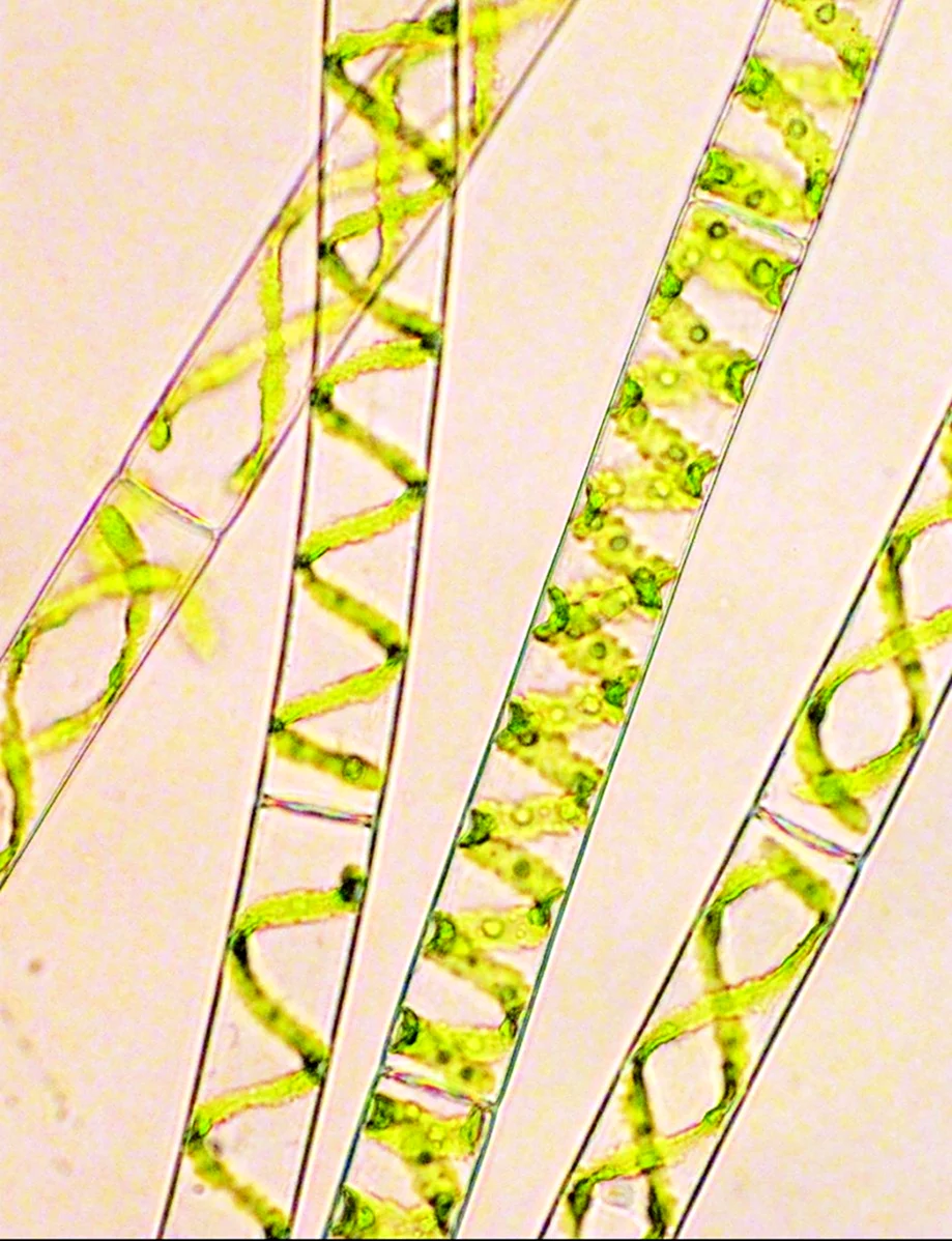 Spirogyra водоросль