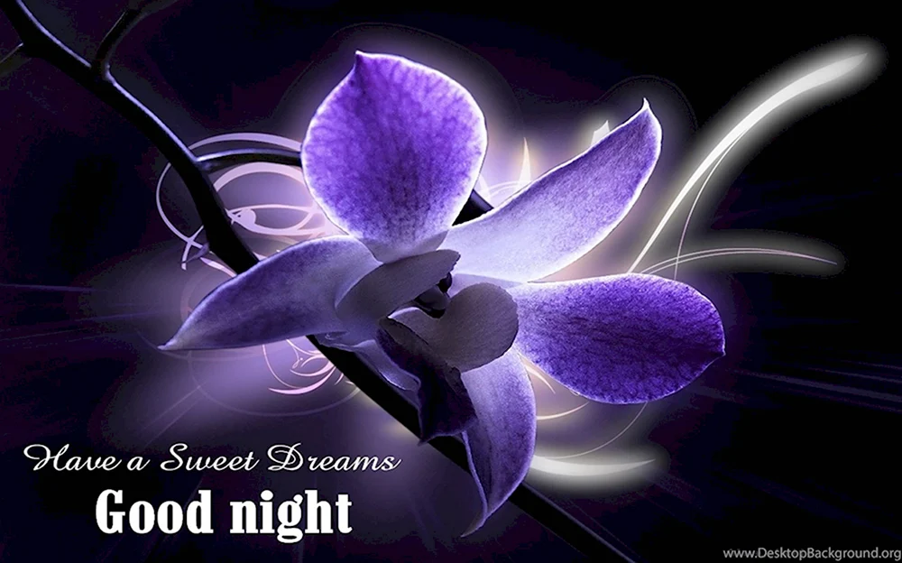 Спокойной ночи с орхидеями