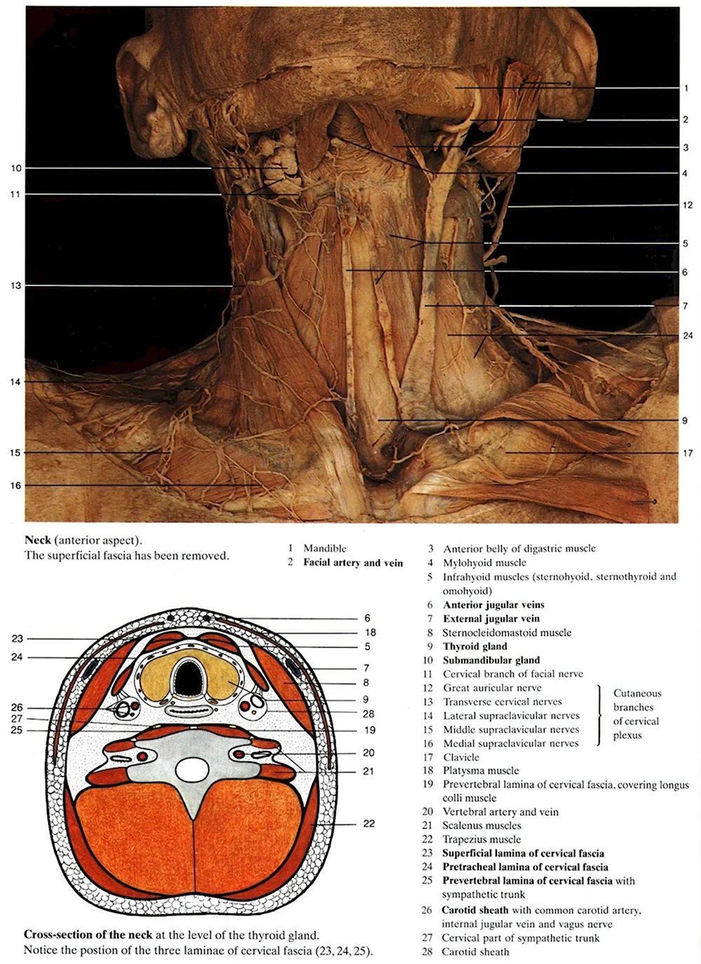 Срез шеи человека топографическая анатомия