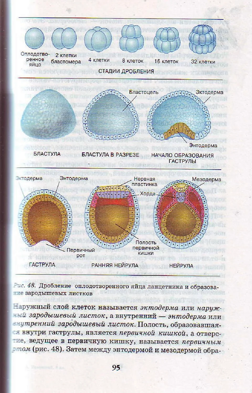 Стадии эмбрионального развития ланцетника бластула