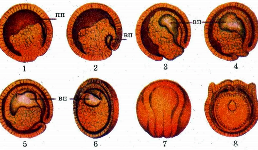 Стадии эмбрионального развития лягушки