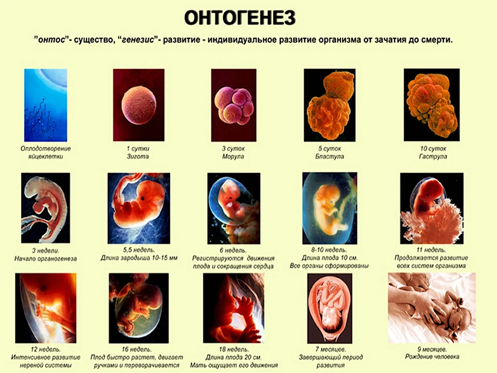 Стадии индивидуальное развитие организма онтогенез