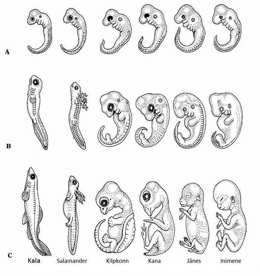 Стадии развития эмбриона человека эмбриология