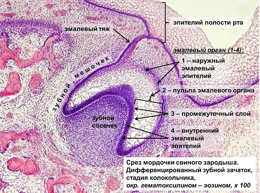 Стадия эмалевого органа гистология