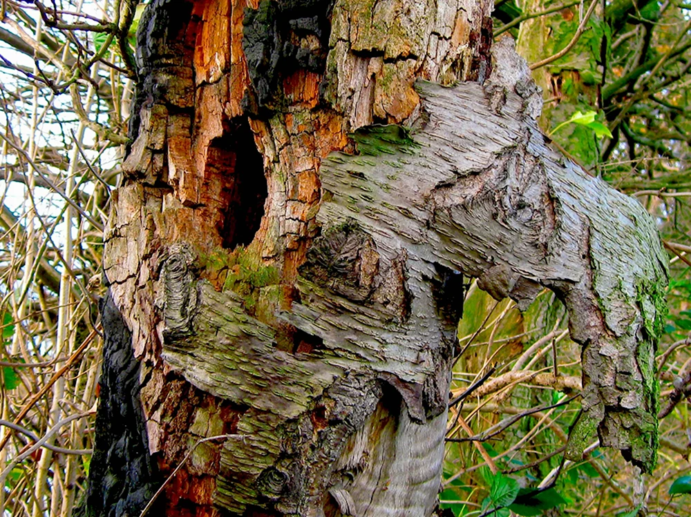 Старое дерево кора