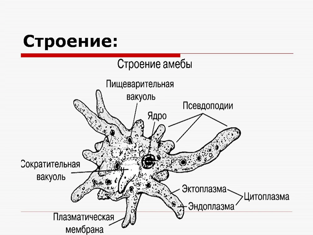 Строение амебы ЕГЭ