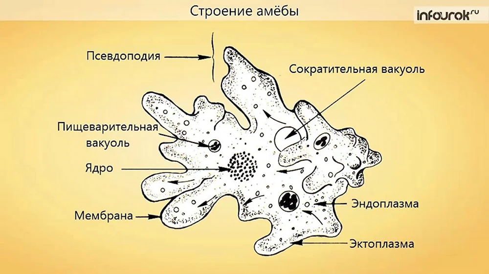 Строение амебы Протей