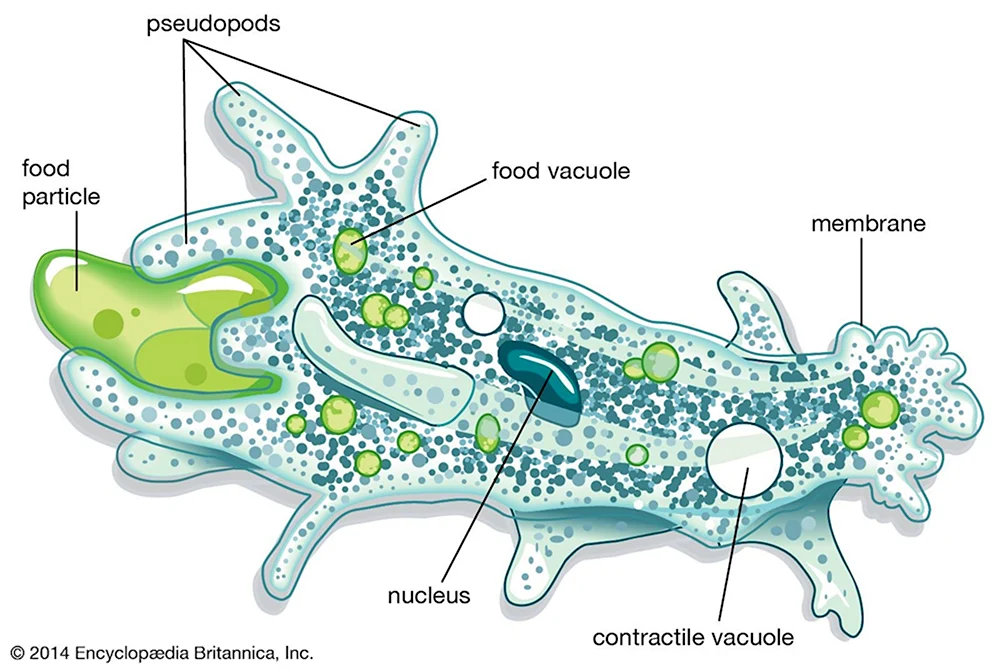 Строение амебы Протей Amoeba Proteus