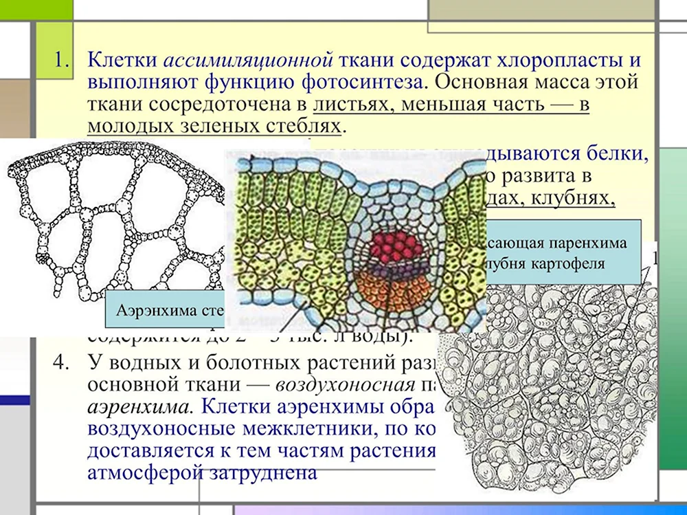 Строение ассимиляционной ткани растений