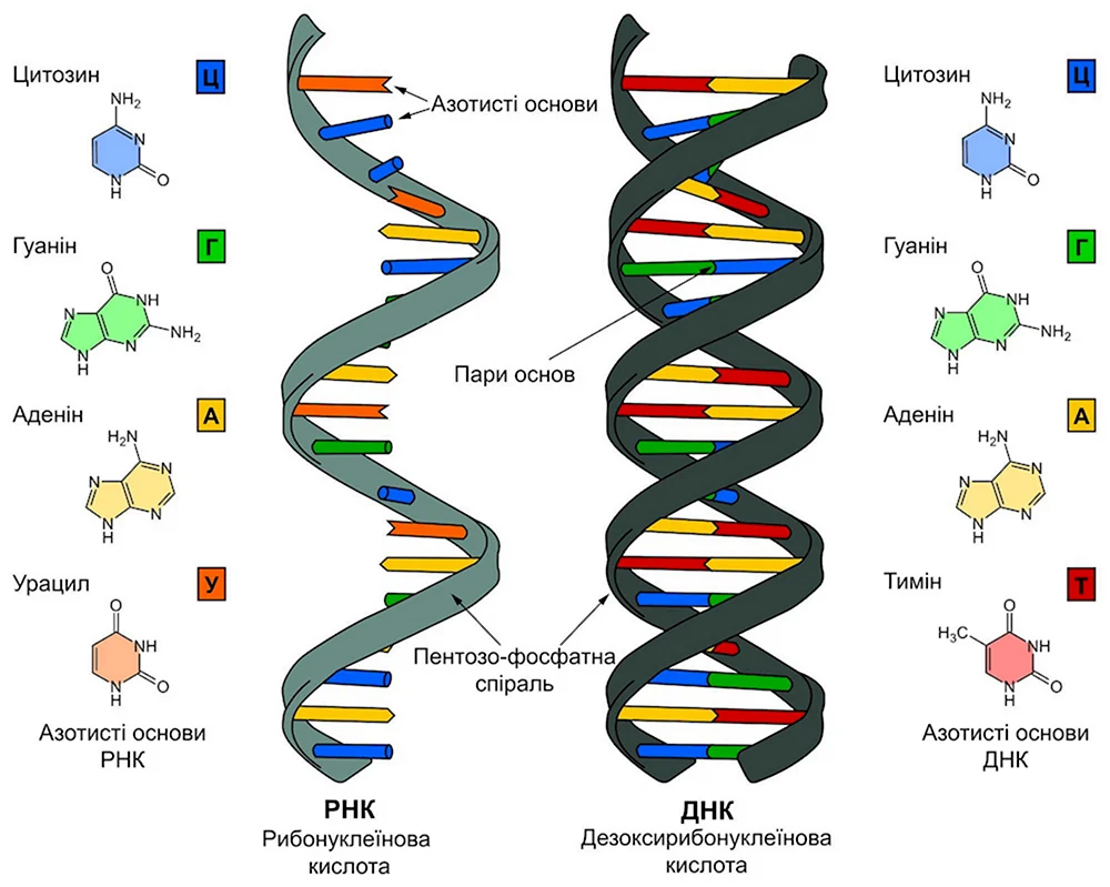 Строение ДНК И РНК