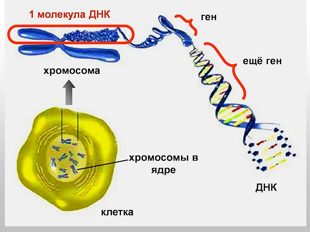 Строение ДНК хромосомы гены