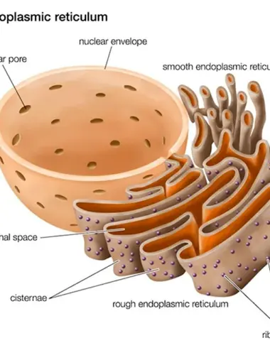 Строение эндоплазматический ретикулум клетки