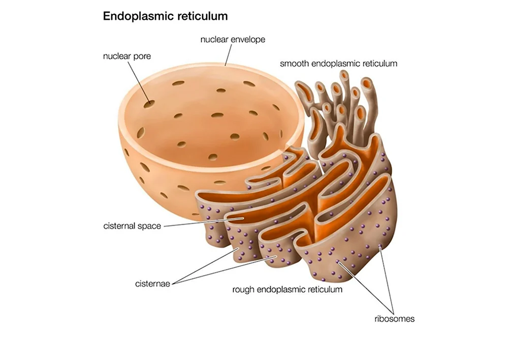Строение эндоплазматический ретикулум клетки